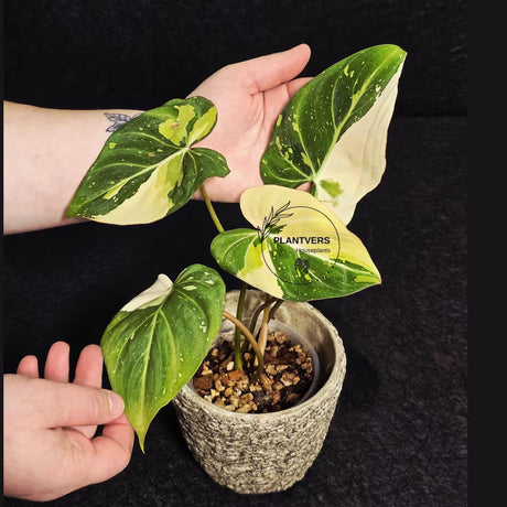 rare houseplant