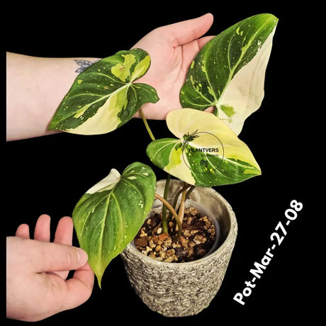 Variegated Philodendron Gloriosum Tricolor Live Plant - Rare Velvet Aroid, Tricolor Variegation, Indoor Houseplant, Collector Plant
