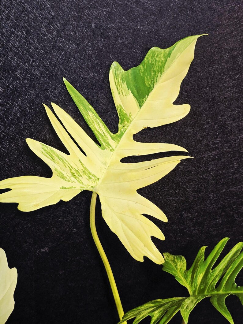 Variegated Philodendron Florida Beauty x Mayoi - Super Rare Plant - Exact Same Plant - US Seller