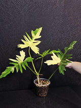 Variegated Philodendron Florida Beauty x Mayoi - Super Rare Plant - Exact Same Plant - US Seller