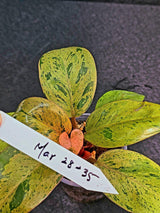 Variegated Philodendron Red Congo Live Plant - Mint Hybrid Variegated Aroid, Red & Cream Foliage - Hard to Come By - US Seller