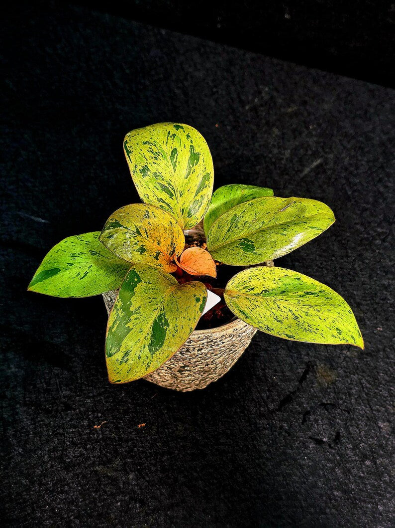 Variegated Philodendron Red Congo Live Plant - Mint Hybrid Variegated Aroid, Red & Cream Foliage - Hard to Come By - US Seller