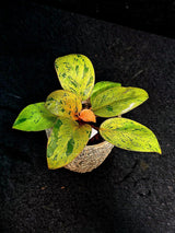 Variegated Philodendron Red Congo Live Plant - Mint Hybrid Variegated Aroid, Red & Cream Foliage - Hard to Come By - US Seller
