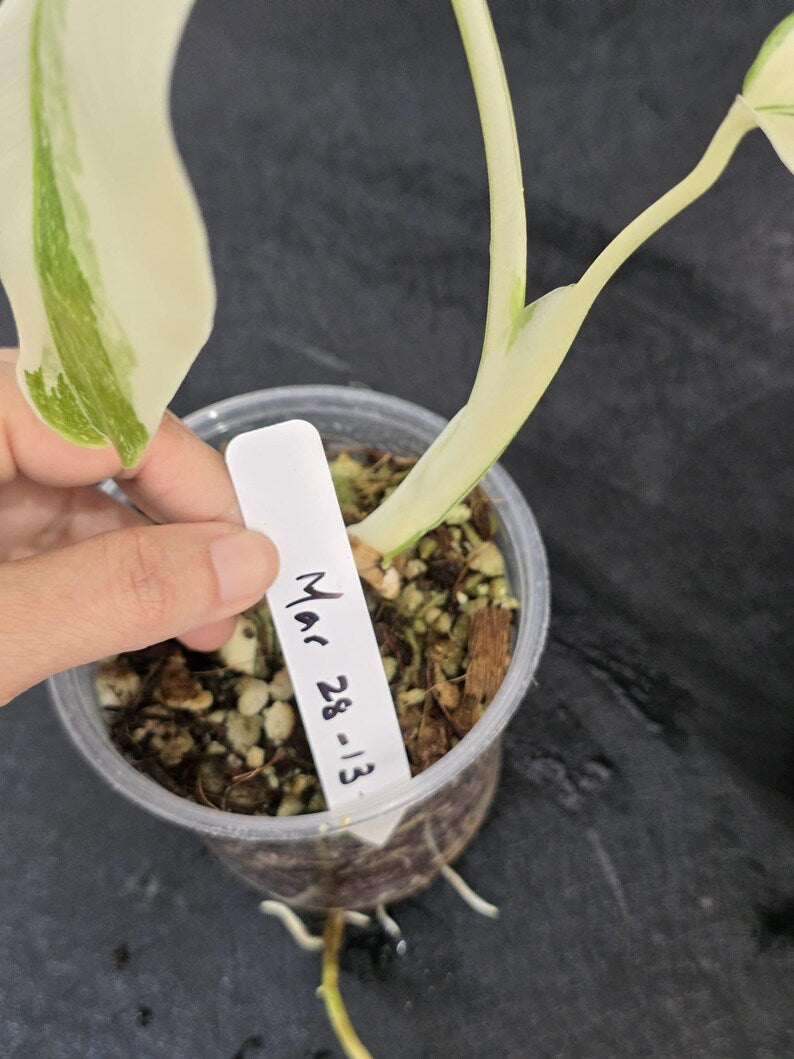 Variegated Monstera Albo - Rare White Monstera Borsigiana Baby Plant - EXACT Plant - US Seller