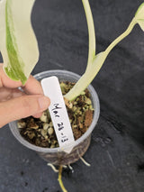 Variegated Monstera Albo - Rare White Monstera Borsigiana Baby Plant - EXACT Plant - US Seller