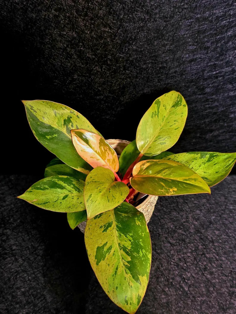 Variegated Philodendron Red Congo Live Plant - Mint Hybrid Variegated Aroid, Red & Cream Foliage - Hard to Come By - US Seller