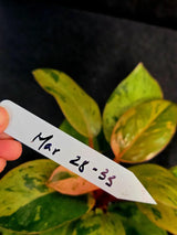 Variegated Philodendron Red Congo Live Plant - Mint Hybrid Variegated Aroid, Red & Cream Foliage - Hard to Come By - US Seller