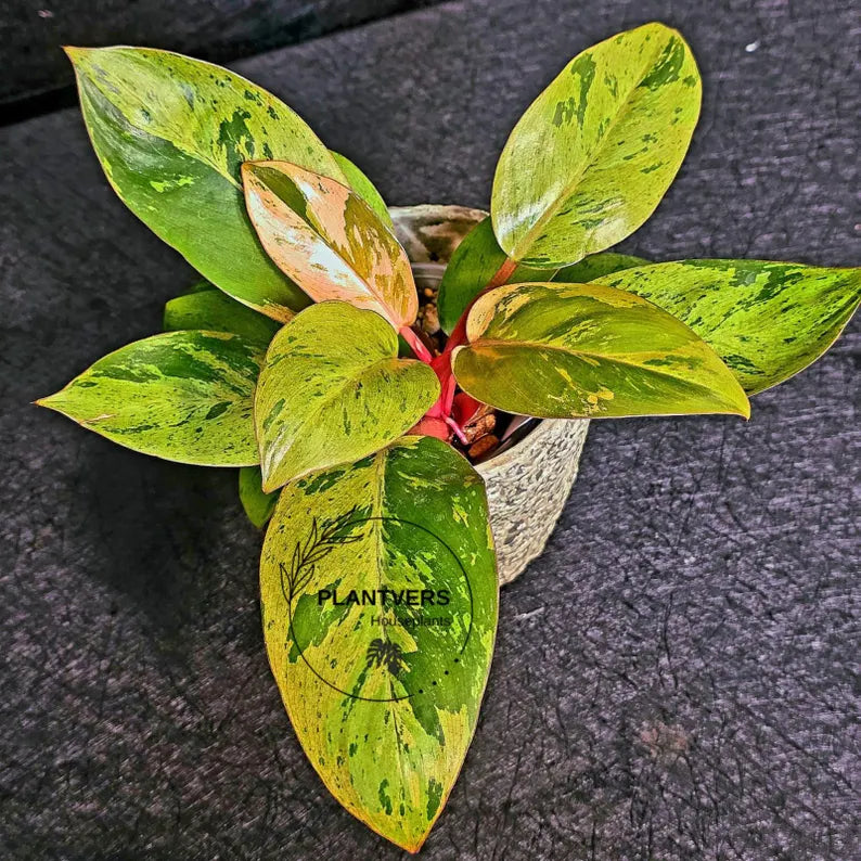 Variegated Philodendron Red Congo Live Plant - Mint Hybrid Variegated Aroid, Red & Cream Foliage - Hard to Come By - US Seller