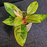 Variegated Philodendron Red Congo Live Plant - Mint Hybrid Variegated Aroid, Red & Cream Foliage - Hard to Come By - US Seller