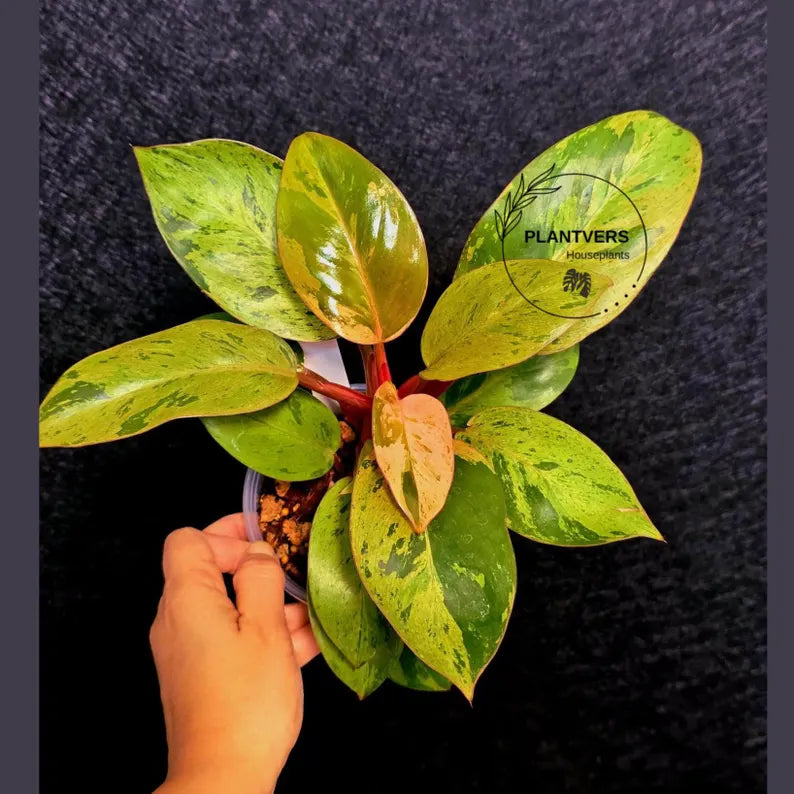Variegated Philodendron Red Congo Live Plant - Mint Hybrid Variegated Aroid, Red & Cream Foliage - Hard to Come By - US Seller