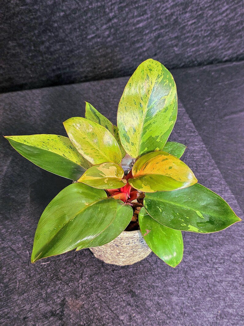 Variegated Philodendron Red Congo Live Plant - Mint Hybrid Variegated Aroid, Red & Cream Foliage - Hard to Come By - US Seller