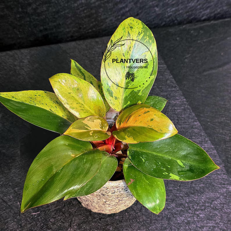Variegated Philodendron Red Congo Live Plant - Mint Hybrid Variegated Aroid, Red & Cream Foliage - Hard to Come By - US Seller