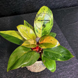 Variegated Philodendron Red Congo Live Plant - Mint Hybrid Variegated Aroid, Red & Cream Foliage - Hard to Come By - US Seller