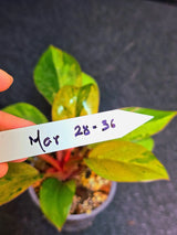 Variegated Philodendron Red Congo Live Plant - Mint Hybrid Variegated Aroid, Red & Cream Foliage - Hard to Come By - US Seller