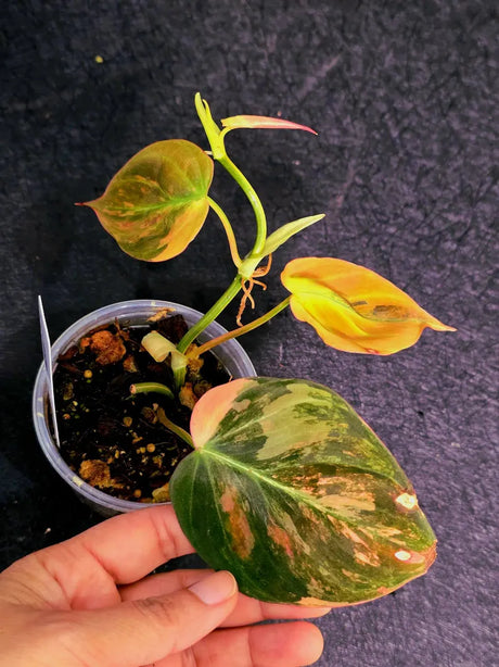 Variegated Philodendron Mican Aurea in a Nursery Pot - Rare Collector Plant - EXACT Plant - US SELLER