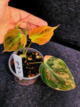 Variegated Philodendron Mican Aurea in a Nursery Pot - Rare Collector Plant - EXACT Plant - US SELLER