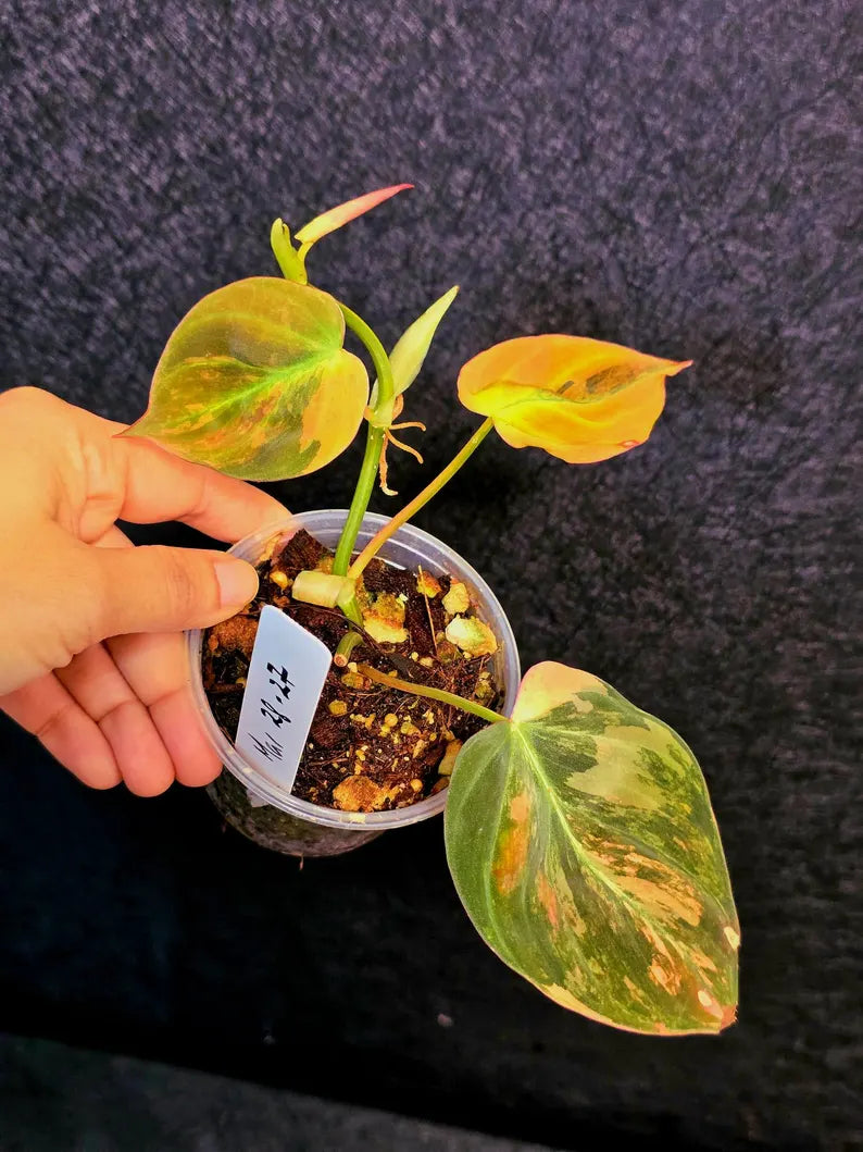 Variegated Philodendron Mican Aurea in a Nursery Pot - Rare Collector Plant - EXACT Plant - US SELLER