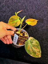 Variegated Philodendron Mican Aurea in a Nursery Pot - Rare Collector Plant - EXACT Plant - US SELLER