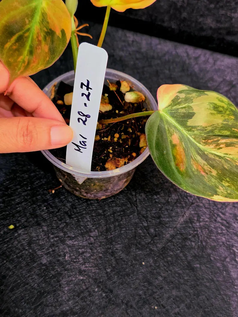 Variegated Philodendron Mican Aurea in a Nursery Pot - Rare Collector Plant - EXACT Plant - US SELLER