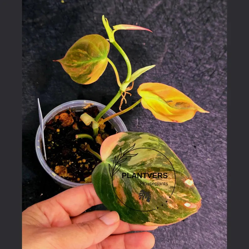 Variegated Philodendron Mican Aurea in a Nursery Pot - Rare Collector Plant - EXACT Plant - US SELLER