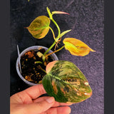 Variegated Philodendron Mican Aurea in a Nursery Pot - Rare Collector Plant - EXACT Plant - US SELLER