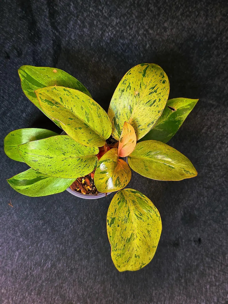 Variegated Philodendron Red Congo Live Plant - Mint Hybrid Variegated Aroid, Red & Cream Foliage - Hard to Come By - US Seller
