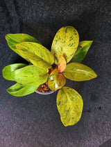 Variegated Philodendron Red Congo Live Plant - Mint Hybrid Variegated Aroid, Red & Cream Foliage - Hard to Come By - US Seller
