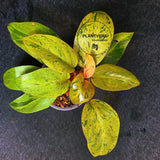 Variegated Philodendron Red Congo Live Plant - Mint Hybrid Variegated Aroid, Red & Cream Foliage - Hard to Come By - US Seller