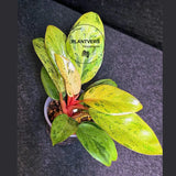 Variegated Philodendron Red Congo Live Plant - Mint Hybrid Variegated Aroid, Red & Cream Foliage - Hard to Come By - US Seller