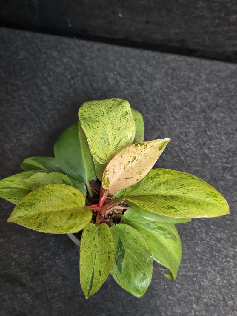 Variegated Philodendron Red Congo Live Plant - Mint Hybrid Variegated Aroid, Red & Cream Foliage - Hard to Come By - US Seller