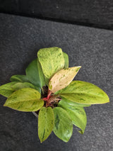 Variegated Philodendron Red Congo Live Plant - Mint Hybrid Variegated Aroid, Red & Cream Foliage - Hard to Come By - US Seller