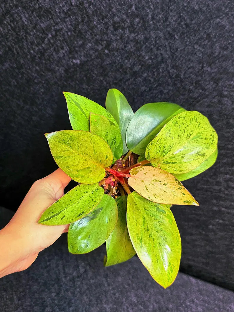 Variegated Philodendron Red Congo Live Plant - Mint Hybrid Variegated Aroid, Red & Cream Foliage - Hard to Come By - US Seller
