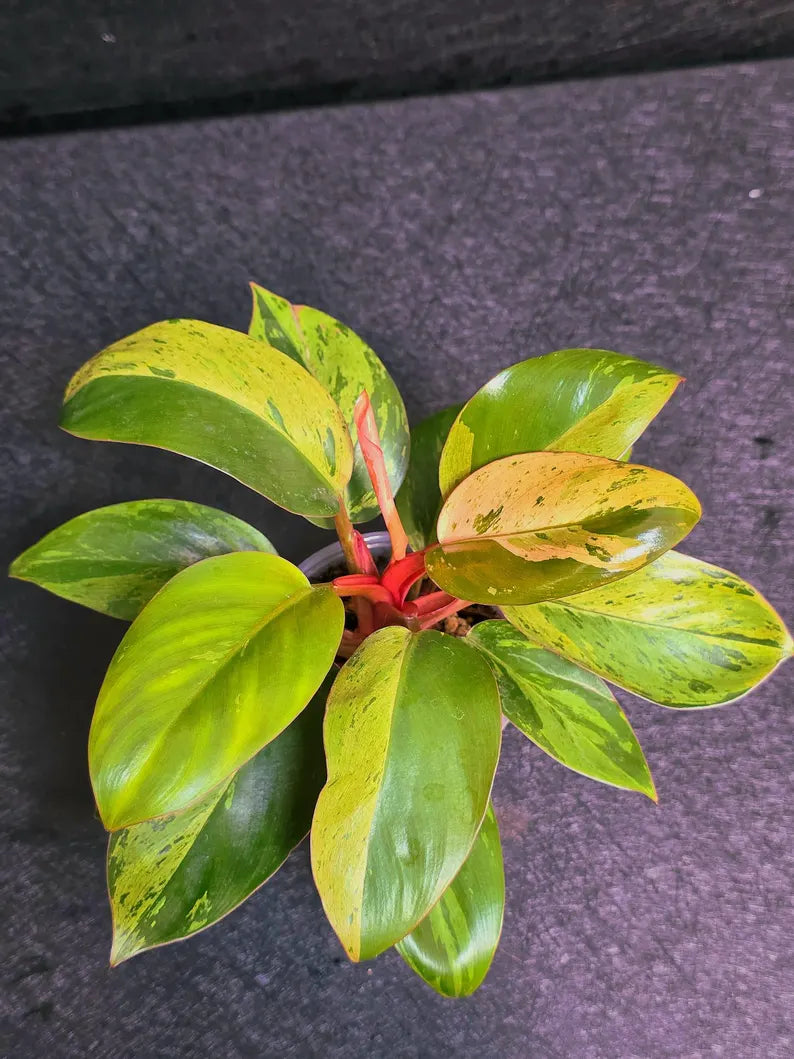 Variegated Philodendron Red Congo Live Plant - Mint Hybrid Variegated Aroid, Red & Cream Foliage - Hard to Come By - US Seller