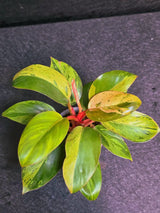 Variegated Philodendron Red Congo Live Plant - Mint Hybrid Variegated Aroid, Red & Cream Foliage - Hard to Come By - US Seller