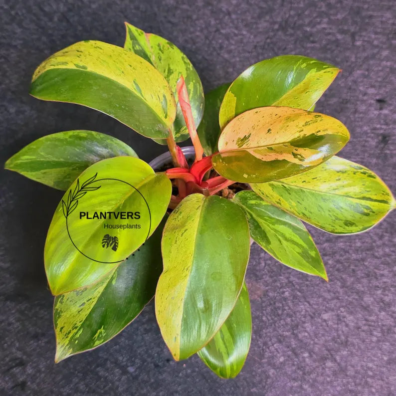 Variegated Philodendron Red Congo Live Plant - Mint Hybrid Variegated Aroid, Red & Cream Foliage - Hard to Come By - US Seller