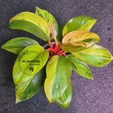 Variegated Philodendron Red Congo Live Plant - Mint Hybrid Variegated Aroid, Red & Cream Foliage - Hard to Come By - US Seller