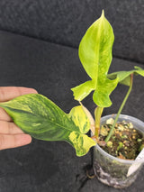 Variegated Philodendron Florida Beauty - Rare Variegated Aroid Live Plant - Climbing Indoor Houseplant - Exotic Collector Plant - US Seller