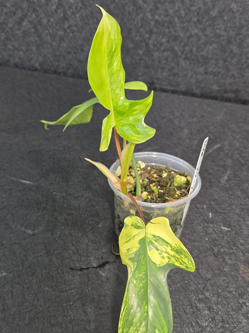 Variegated Philodendron Florida Beauty - Rare Variegated Aroid Live Plant - Climbing Indoor Houseplant - Exotic Collector Plant - US Seller