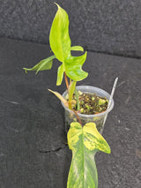 Variegated Philodendron Florida Beauty - Rare Variegated Aroid Live Plant - Climbing Indoor Houseplant - Exotic Collector Plant - US Seller