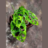 RARE Monstera Obliqua Peru - Live Rare Houseplants - Collectors Plant - Exact Same Plant - US Seller