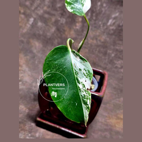 Monstera Borsigiana Albo