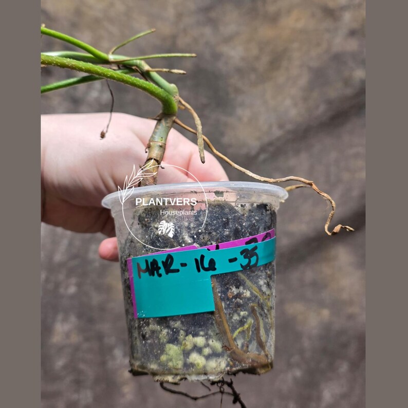 Variegated Philodendron Florida Beauty in a Nursery Pot - Rare Collector Plant - Exact Plant - US Seller