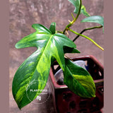Variegated Philodendron Florida Beauty in a Nursery Pot - Rare Collector Plant - Exact Plant - US Seller