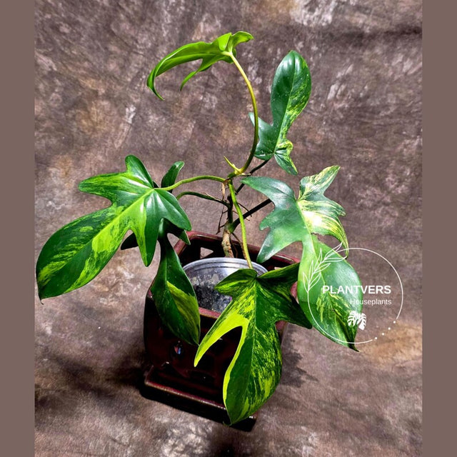 Philodendron 