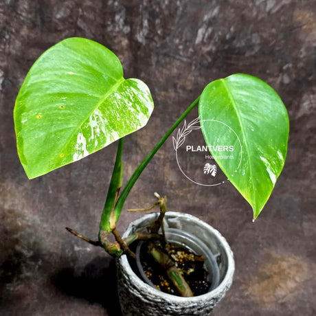 White Monstera Borsigiana