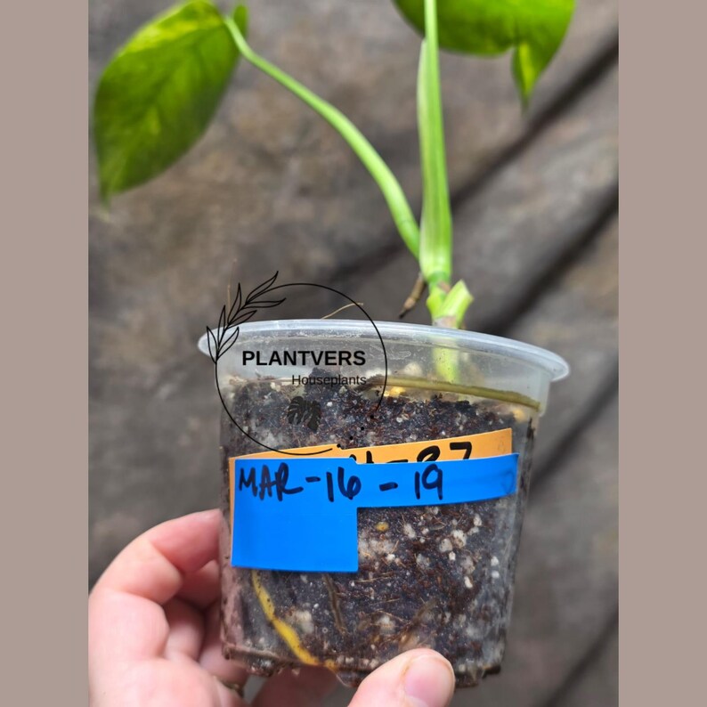 Monstera Aurea Variegated Borsigiana - Monstera Marmota - EXACT Plant - US Seller