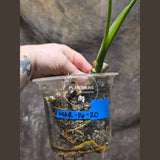Monstera Aurea Variegated Borsigiana - Monstera Marmota - EXACT SAME Plant - US Seller