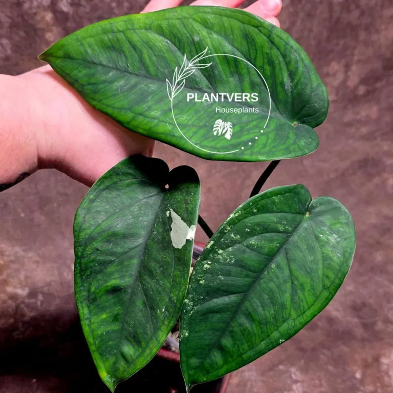 Syngonium Chiapense