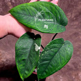 Syngonium Chiapense
