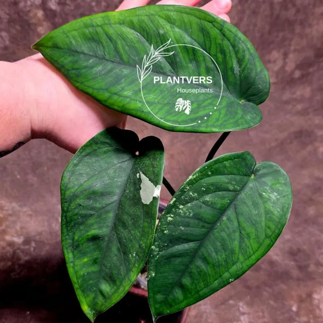 Syngonium Chiapense